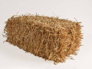 Barley Straw