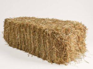 Rye