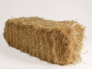 Second Rye Grass