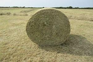 Round Bale Hay